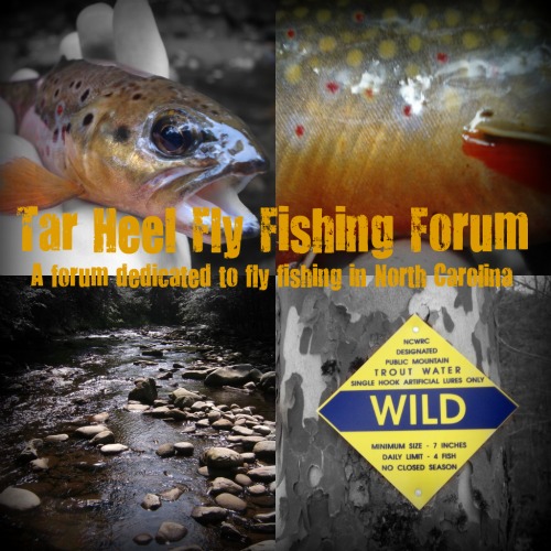 Fly Fishing Forum
